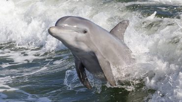 Best Time to See Dolphins in Muscat: A Seasonal Guide