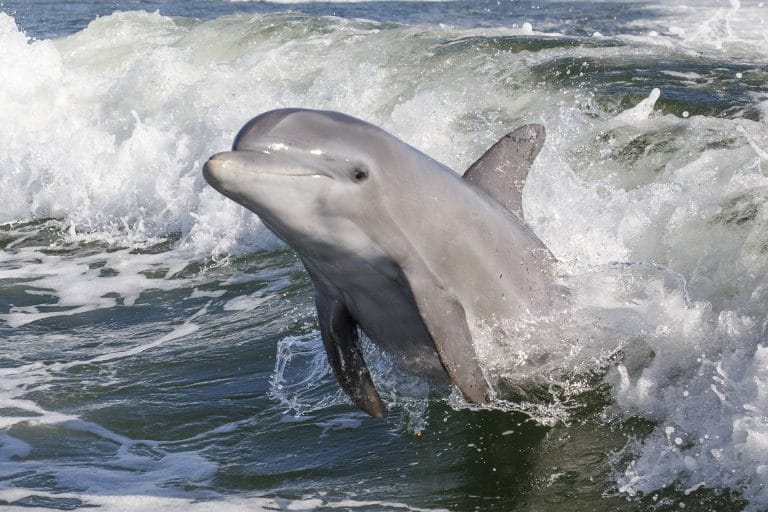Dolphin Watching
