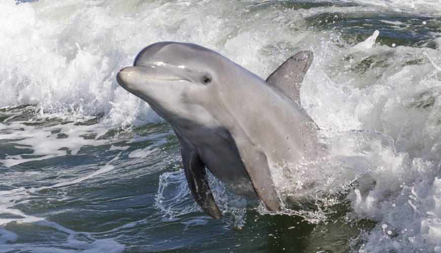 Best Time to See Dolphins in Muscat: A Seasonal Guide