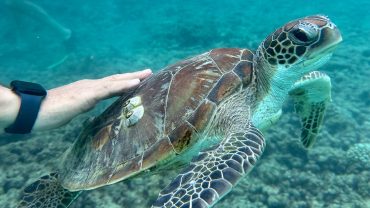 Oman – Muscat Dolphin Watching & Snorkeling Experience